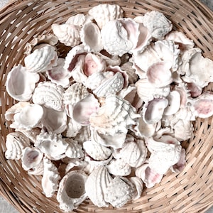 24 Spiny Jewel Box Shells