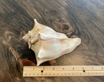 6” Whelk Shell