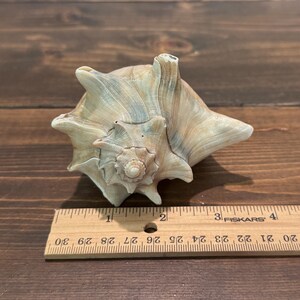 May include: A large, beige conch shell with a spiral design and textured surface. The shell is positioned on a wooden surface next to a ruler, showcasing its size and intricate details. The shell's colours include beige, tan, and hints of blue.