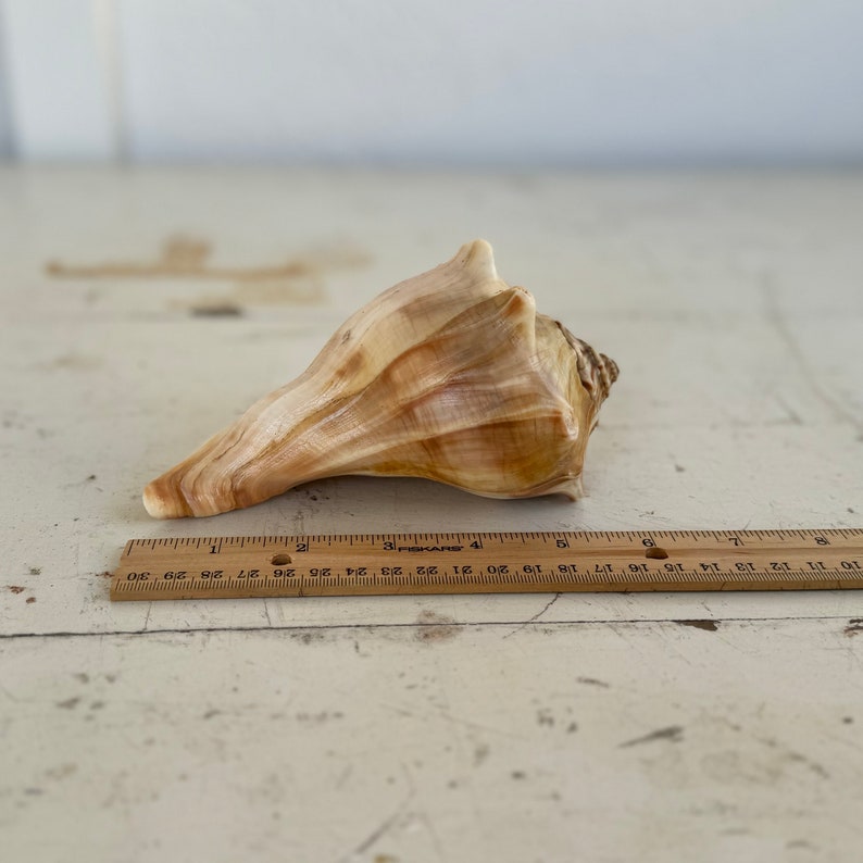 Shell On Ruler 6” Whelk Shell - Etsy