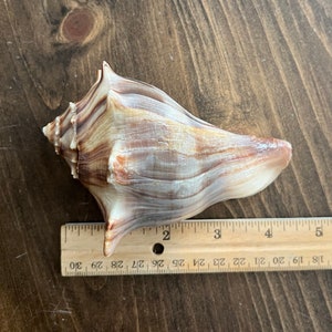 Könnte beinhalten: Eine große, braune und weiße Muschel mit einer spitzen Spitze, die etwa 10 cm lang ist. Die Muschel liegt auf einer Holzoberfläche neben einem Lineal.