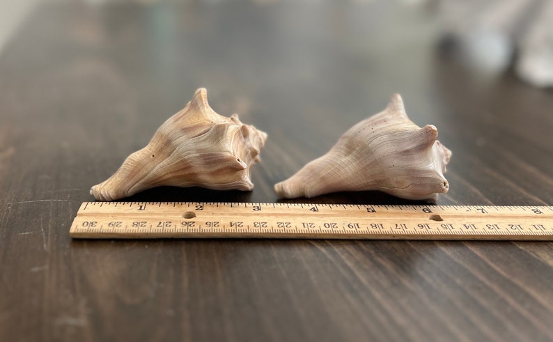 Shell On Ruler Two 3” Whelk Shells - Etsy