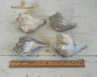 4 Vintage-Looking Medium Shells
