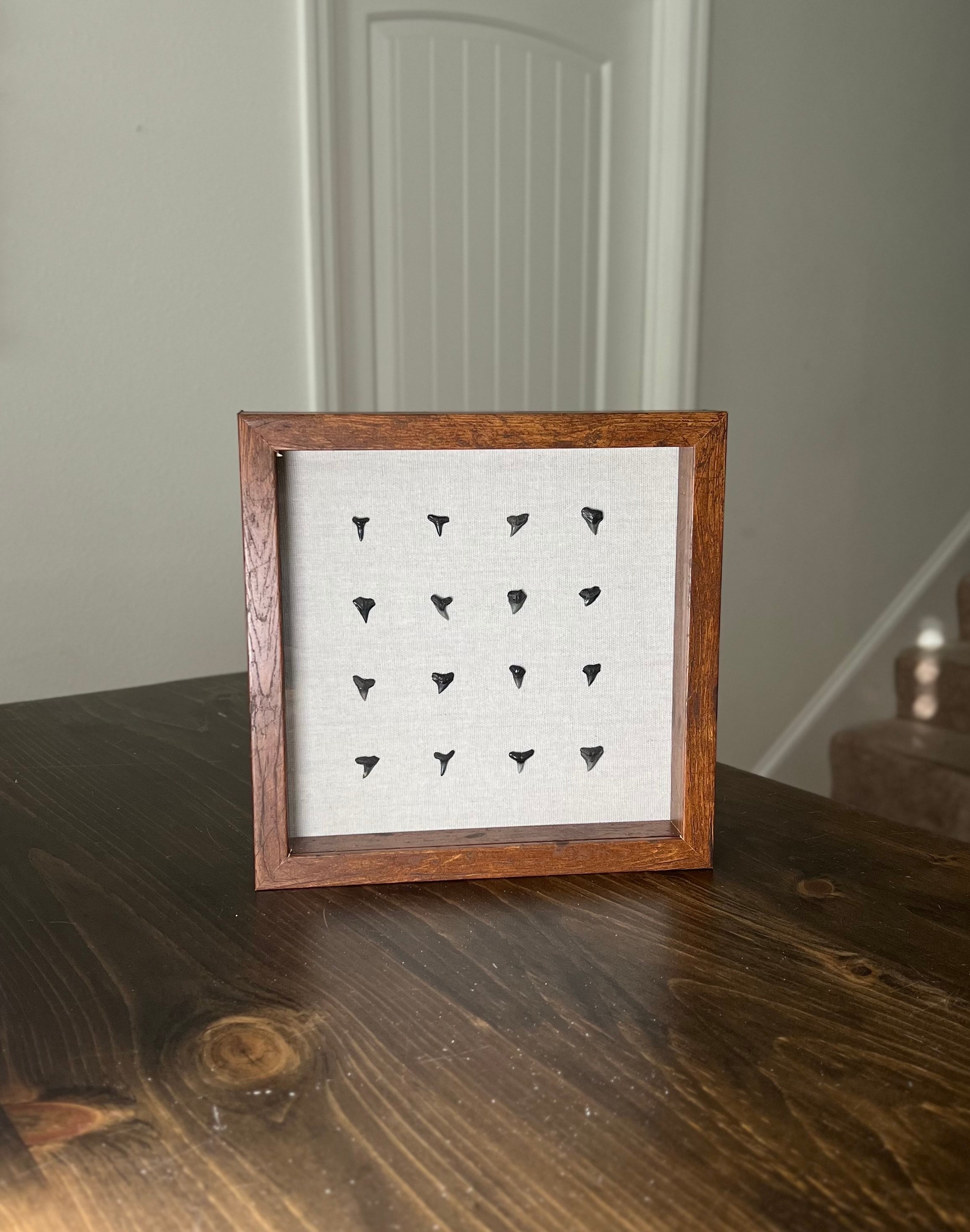 Fossilized Shark Teeth in a Wooden 9