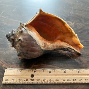 5.5” Whelk Shell