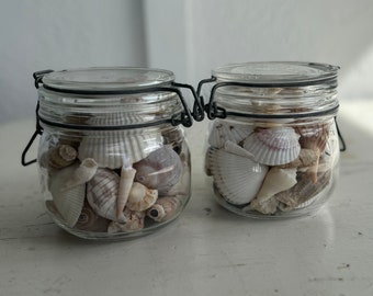 Florida Seashells in 17oz Jar