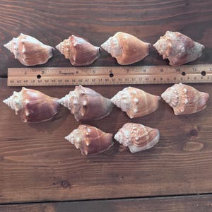 May include: Ten brown and tan spiral seashells arranged in three rows above a wooden ruler. The ruler shows the shells range in size from approximately 4 to 8 cm in length. Each shell features a pointed spire and a textured, patterned surface.