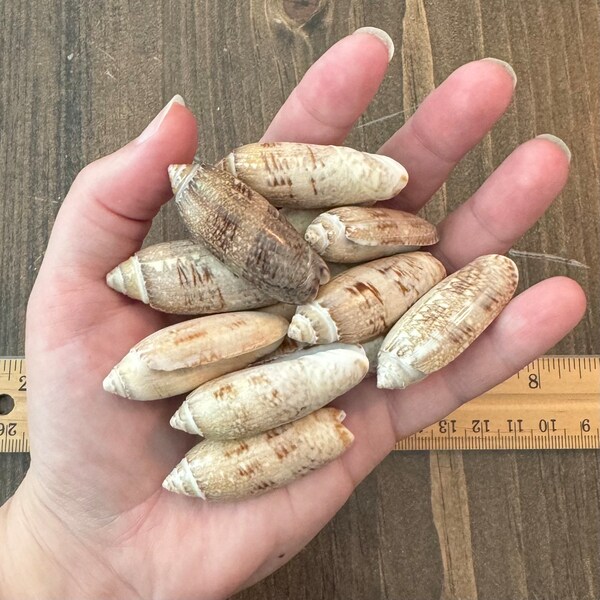 Olive Shells - 1 Dozen Medium
