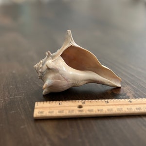 Peut inclure: Une coquille blanche avec une pointe longue et pointue et une large ouverture. La coquille est posée sur une surface en bois à côté d'une règle.