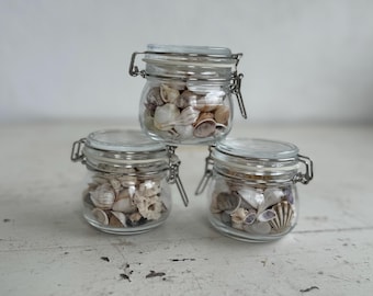 Florida Seashells in 4oz Jar