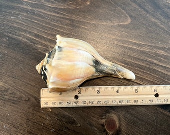 5” Whelk Shell