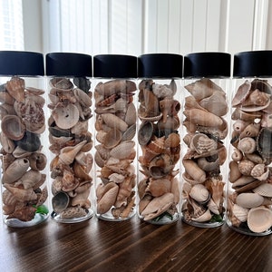 I Spy - Seashell Sensory Bottle