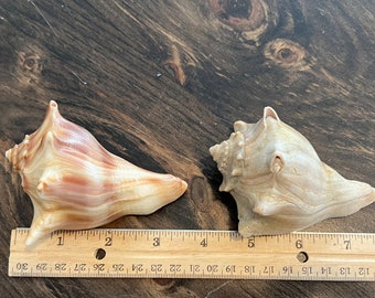 Two 3.5” Whelk Shells