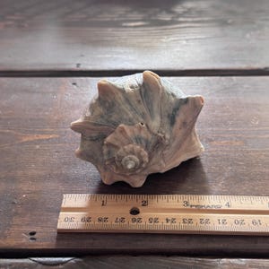 May include: A large, textured seashell with a spiral center and a beige and grey colour scheme. A wooden ruler with centimetre measurements is placed next to the shell. The ruler shows measurements from 48 to 76 cm.
