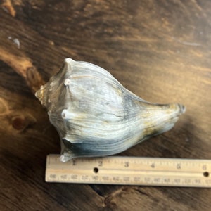 Puede incluir: Una gran concha de mar gris y marrón con una punta puntiaguda. La concha mide aproximadamente 15 cm de largo y está sobre una superficie de madera.