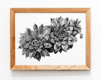 Pacific Blue Ice Unicorn Sempervivum, 'Hens and Chicks,' Succulent Graphite Drawing *Limited Edition Giclée Print* Wall Art