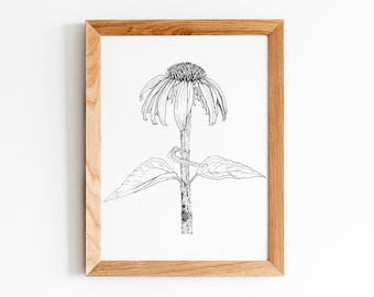 Coneflower *Limited Edition Giclee Print*