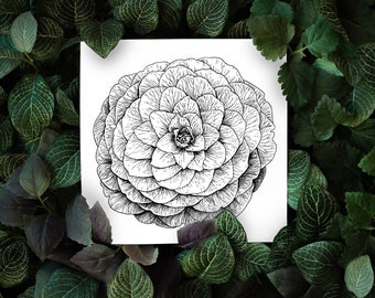 Camellia Japonica *Limited Edition Giclee Print*