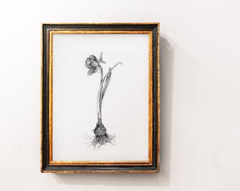 Daffodil Bulb Graphite Drawing *Limited Edition Giclee Print* Wall Art