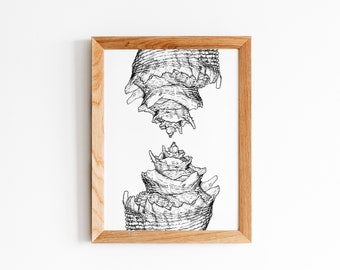 Conchiousness - Hand Drawn Seashell Fibonacci Spiral *Limited Edition Giclée Print* Wall Art