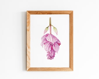 Pink Lantern *Limited Edition Giclée Print* Wall Art