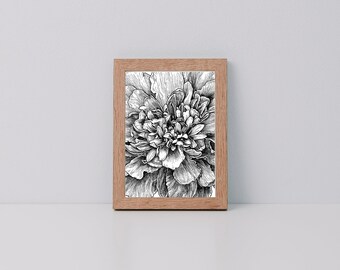 Marigold *Limited Edition Giclee Print*