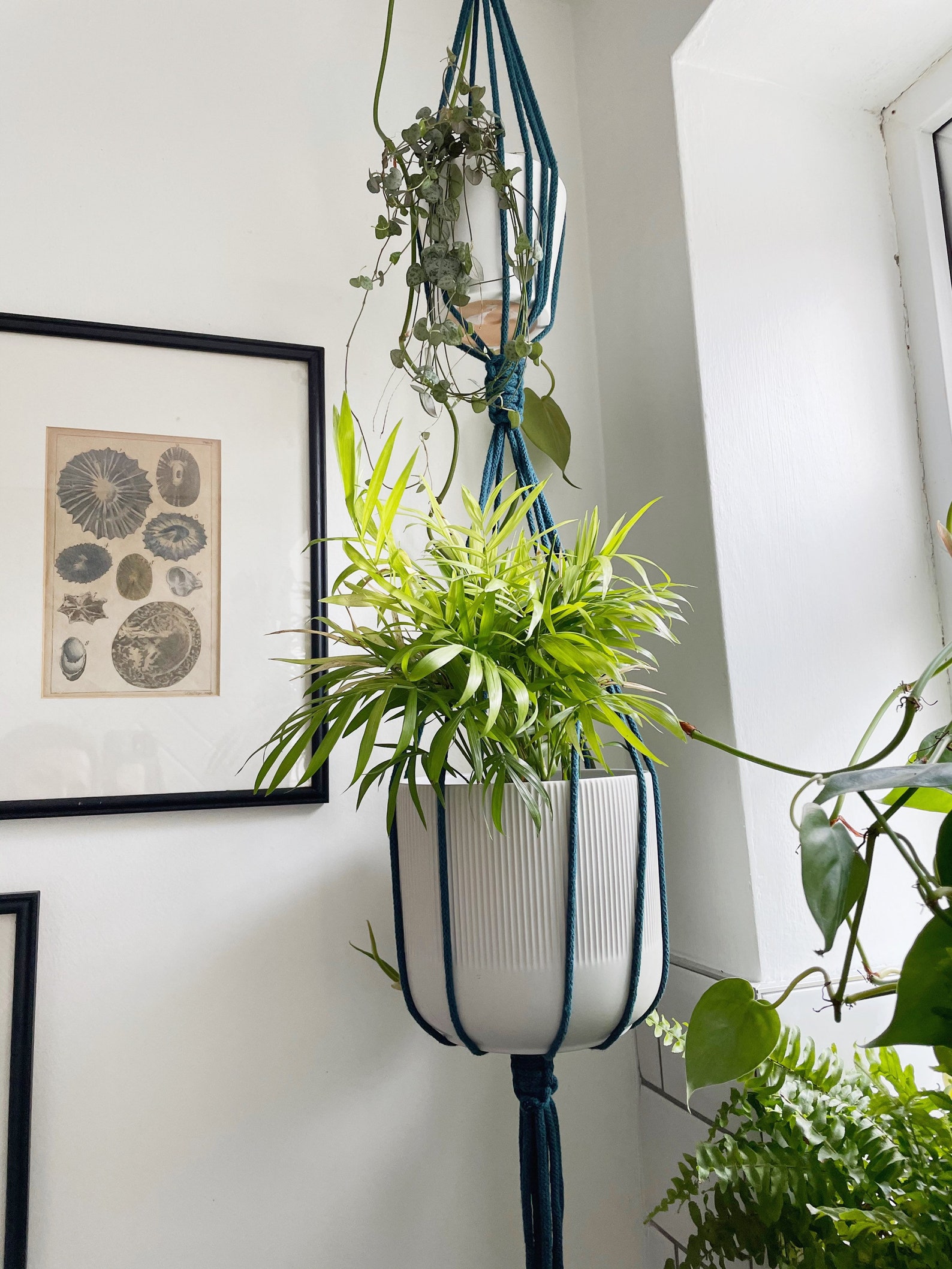 Double Adjustable Plant Hanger / 2 Plants /Choose from 10 Etsy