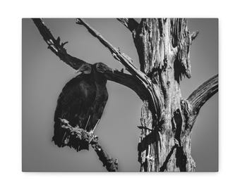 May include: Black and white canvas print featuring two black vultures perched on a weathered tree branch. The tree's textured bark and branches contrast with the birds' smooth feathers. The background is a soft gray, creating a dramatic, nature-themed artwork.