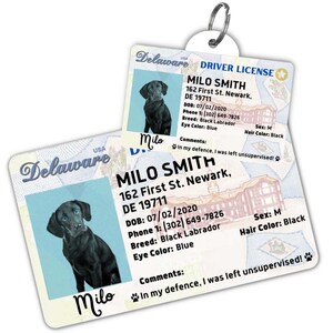 Custom dog tag Personalized pet ID tag Cat collar tag Engraved dog name tag Cute cat name tag Dog ID tag Pet tag for puppy (Delaware)