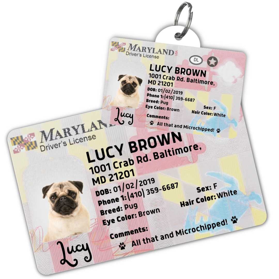 Does Maryland Require A Dog License