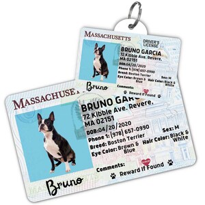 Custom dog tag Personalized pet ID tag Cat collar tag Engraved dog name tag Cute cat name tag Dog ID tag Pet tag for puppy (Massachusetts)