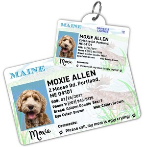 Custom dog tag Personalized pet ID tag Cat collar tag Engraved dog name tag Cute cat name tag Dog ID tag Pet tag for puppy (Maine)