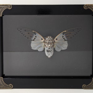 Ghost Cicada (Ayuthia spectabile) - REAL - Ornate 6&quot;x8&quot; Frame