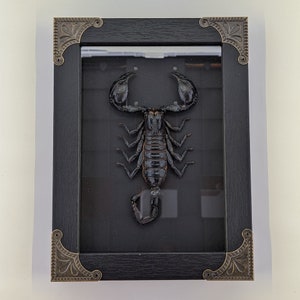 Vietnamese Forest Scorpion - REAL - 6"x8"