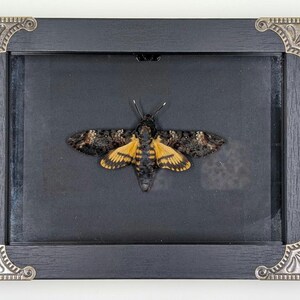 Death&#39;s Head Hawkmoth (Acherontia atropos) - REAL - Ornate 6&quot;x8&quot; Frame