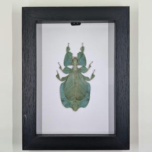 REAL Walking Leaf Bug (Phyllium pulchrifolium) - 6"x8" Frame