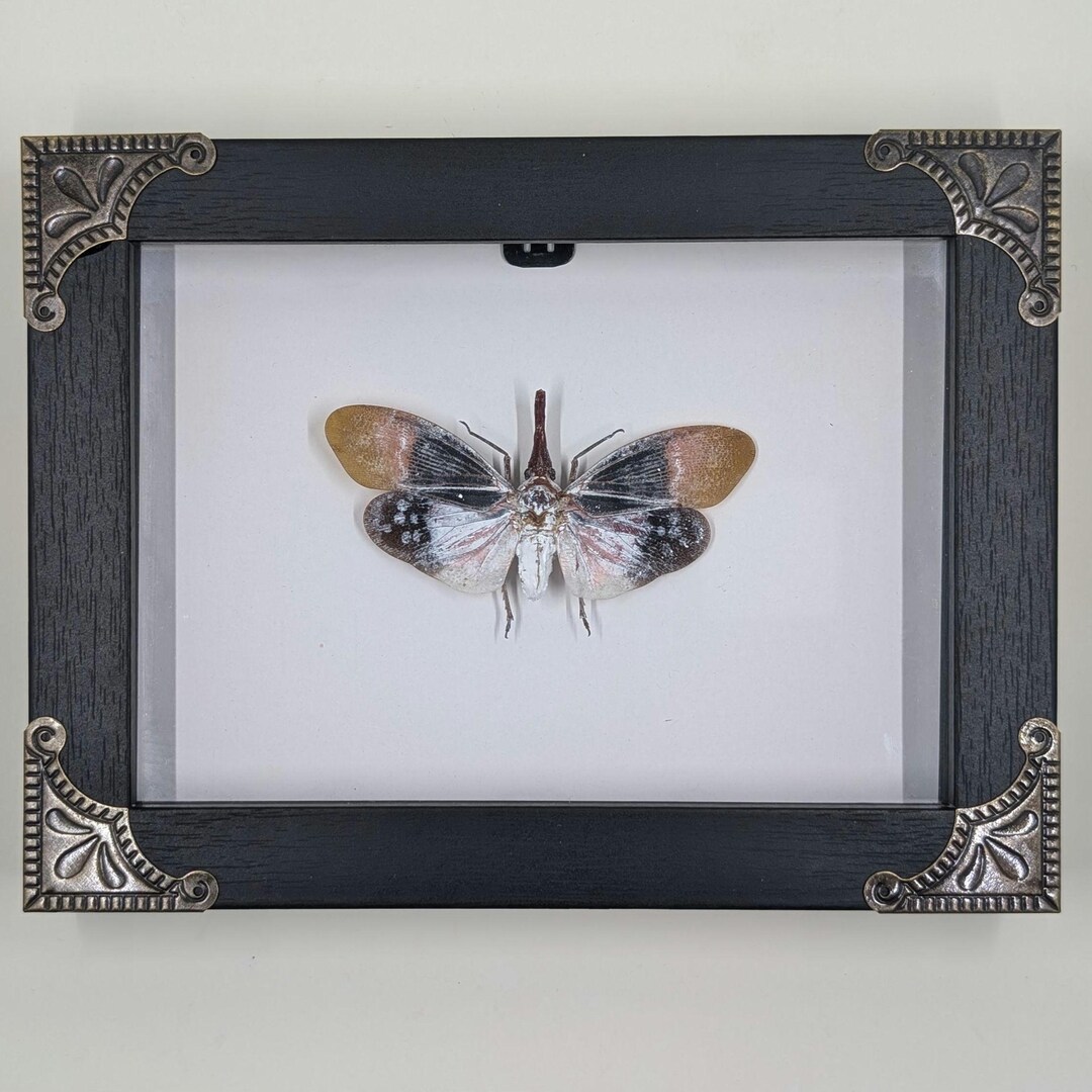 Lanternfly (pyrops Sultanus) - REAL - 6