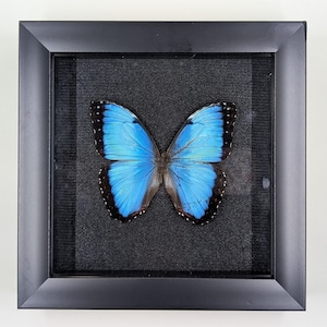 Blue Morpho Butterfly - REAL - 7&quot;x7&quot;