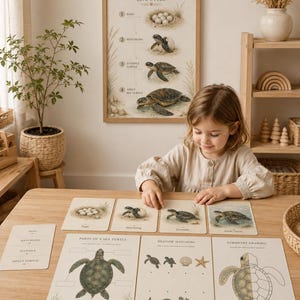 Puede incluir: Un conjunto de tarjetas educativas y hojas de actividades sobre el ciclo de vida de la tortuga marina con ilustraciones de huevos, crías, juveniles y adultos, junto con ejercicios de partes del cuerpo, emparejamiento de sombras y simetría.