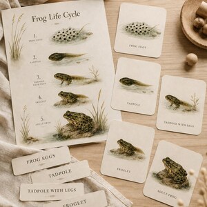 May include: Educational set showing the frog life cycle, including a chart and flashcards. The chart details the stages from frog eggs to adult frog. Flashcards feature "Frog Eggs", "Tadpole", "Tadpole with Legs", "Froglet", and "Adult Frog".