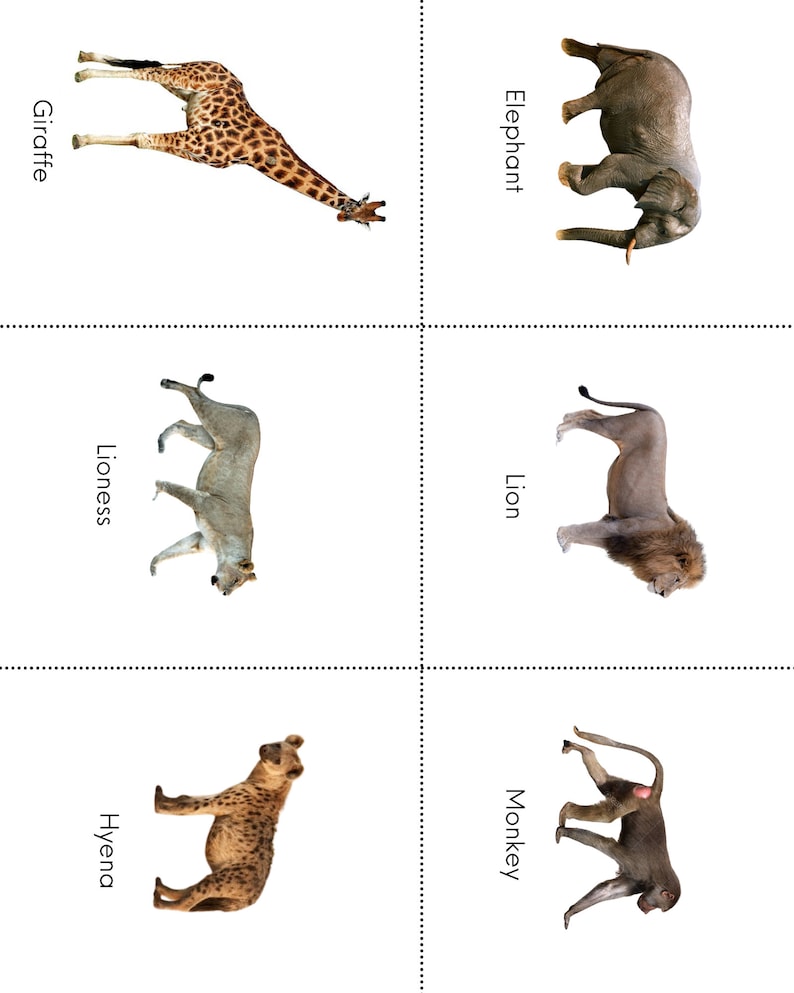 South African Animal Flashcards Montessori Flashcards Animal Etsy