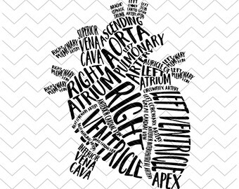 Download Anatomical Heart Svg Etsy