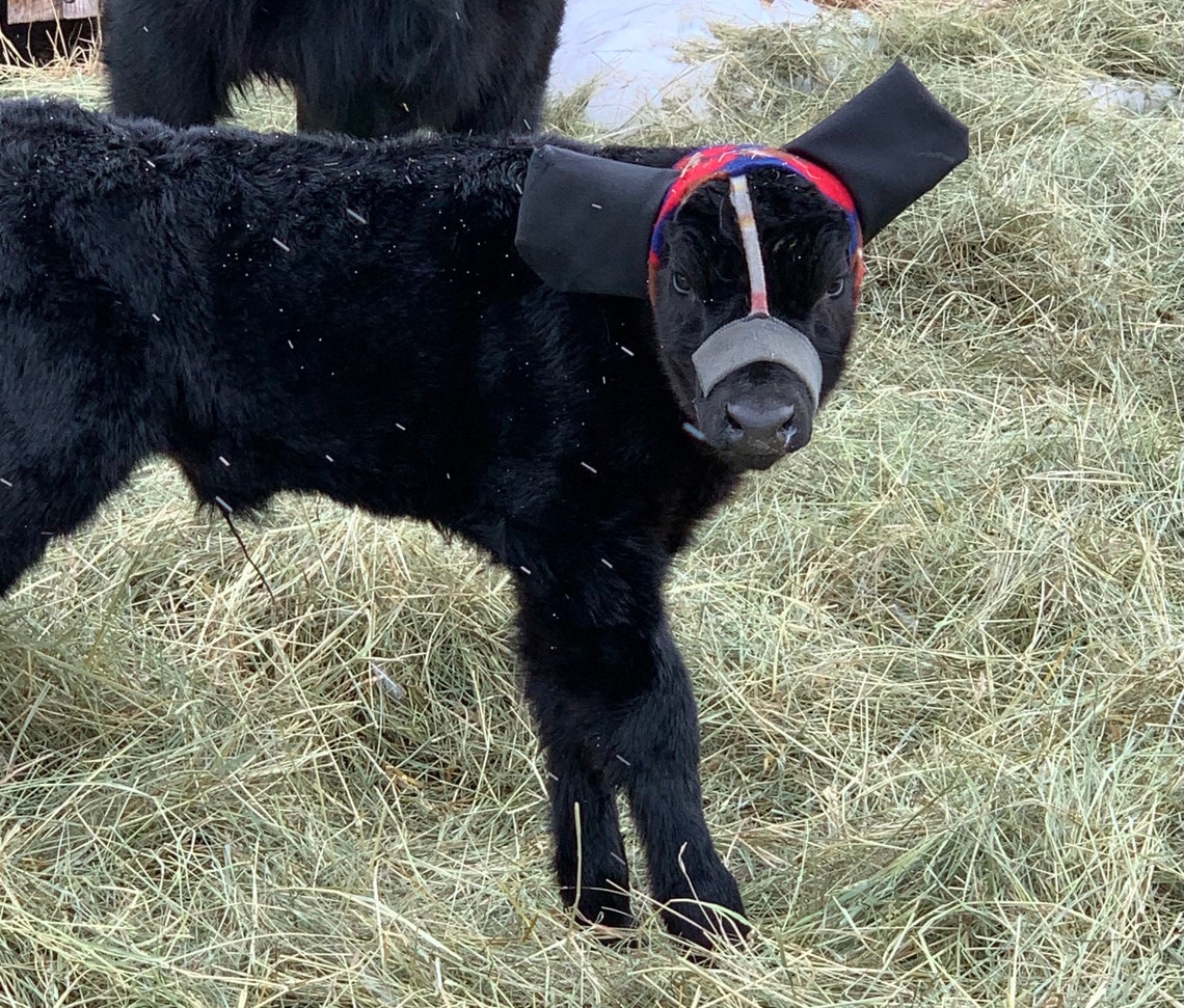 Montana Ear MOOfs Calf Ear Muffs Etsy