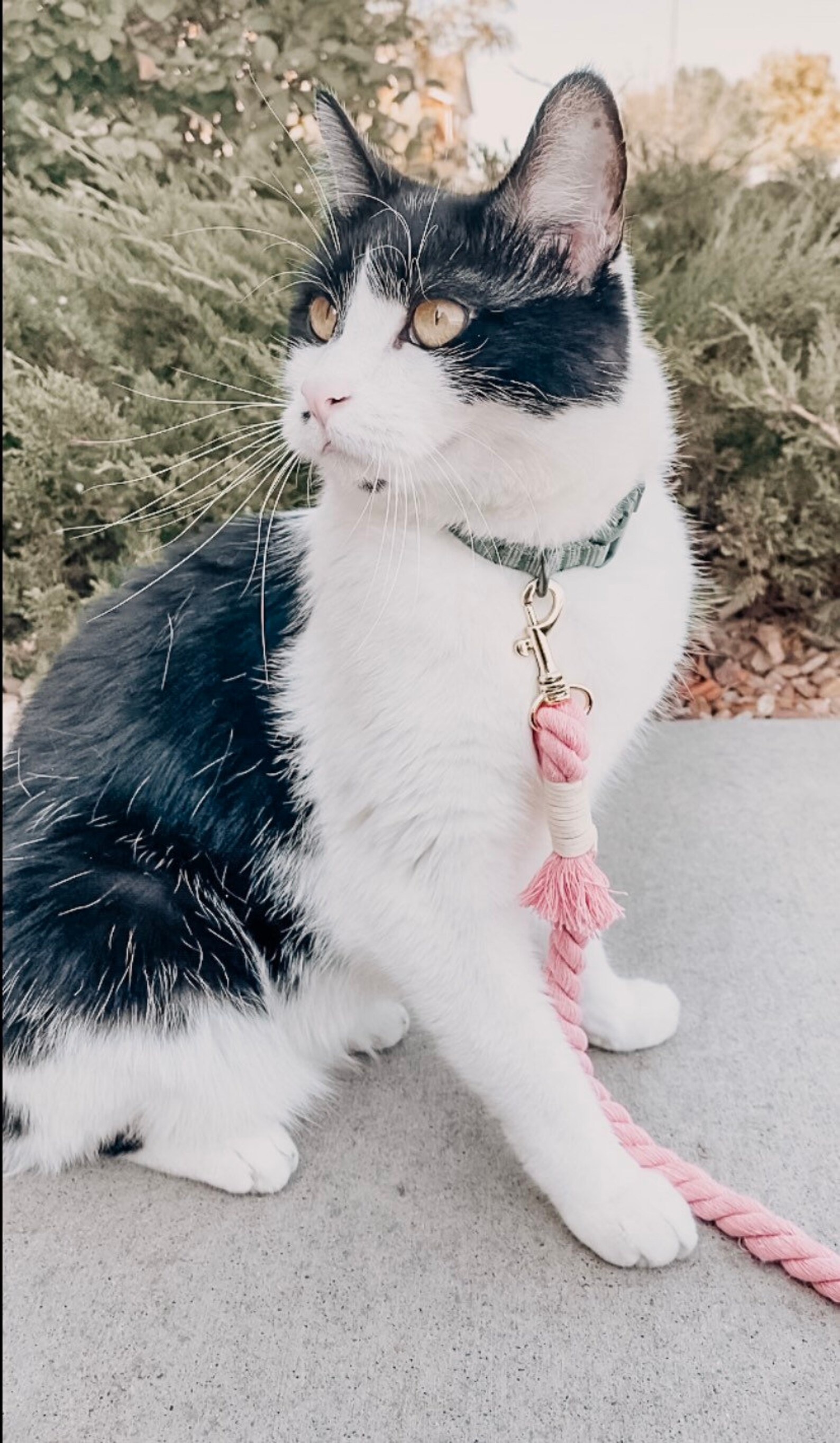 Customizable Dog Leash / Custom Color Dog Leash / Lightweight Etsy