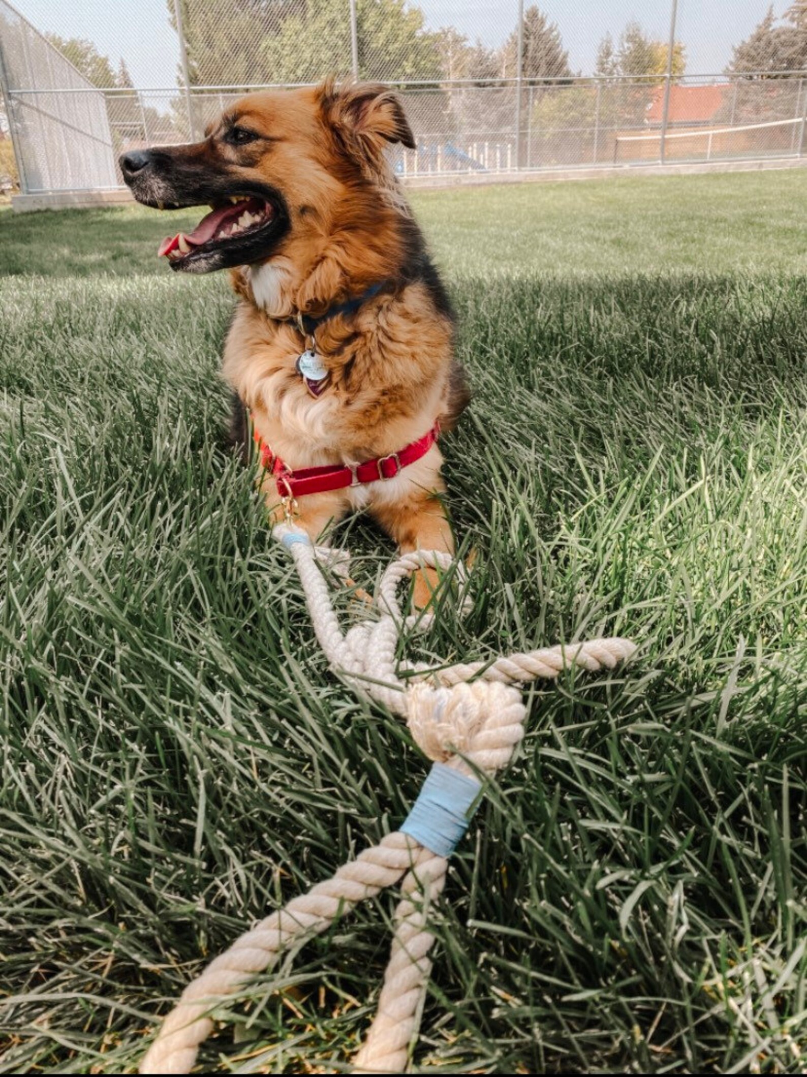 Customizable Dog Leash / Custom Color Dog Leash / Lightweight Etsy