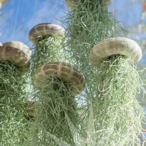 Mossfish Air Plant - Jellyfish - Airplant Design - Live Home Decor - Birthday Gift - Unique Houseplants -