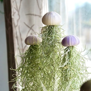 Mossfish Air Plant - Jellyfish - Airplant Design - Live Home Decor - Birthday Gift - Unique Houseplants -