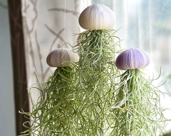 Mossfish Air Plant - Jellyfish - Airplant Design - Live Home Decor - Birthday Gift - Unique Houseplants -