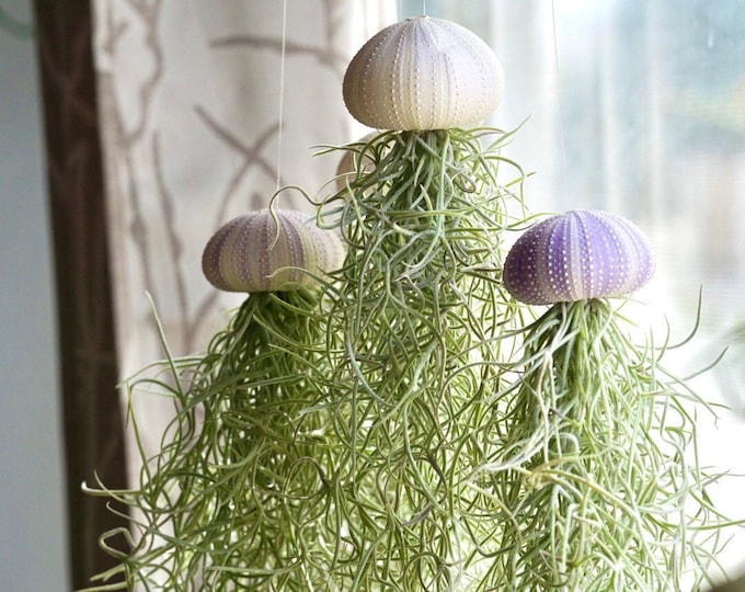 Mossfish Air Plant Jellyfish Airplant Design Live Home Etsy