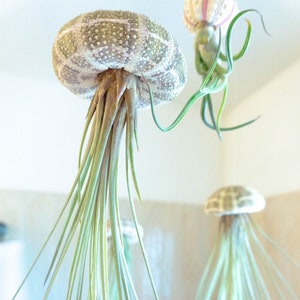 ONE - Jellyfish Air Plants - Wedding - Birthday - Gift - Live Home Decor -Valentine’s Gift